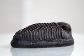 Trilobite in Case Resin Fossil Replica