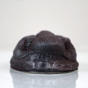 Trilobite in Case Resin Fossil Replica