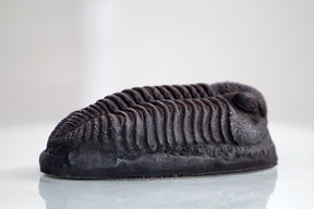 Trilobite Magnet Resin Fossil Replica