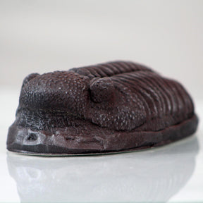 Trilobite Magnet Resin Fossil Replica