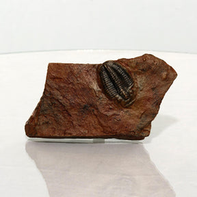 Small Trilobite in Stone Resin Fossil Replica