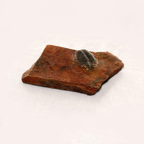 Small Trilobite in Stone Resin Fossil Replica