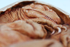 Utahraptor Embryo Resin Replica Dinorama