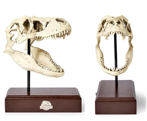 Jurassic World 9x8 Inch Tyrannosaurus Rex Skull Resin Replica