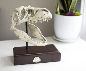 Jurassic World 9x8 Inch Tyrannosaurus Rex Skull Resin Replica