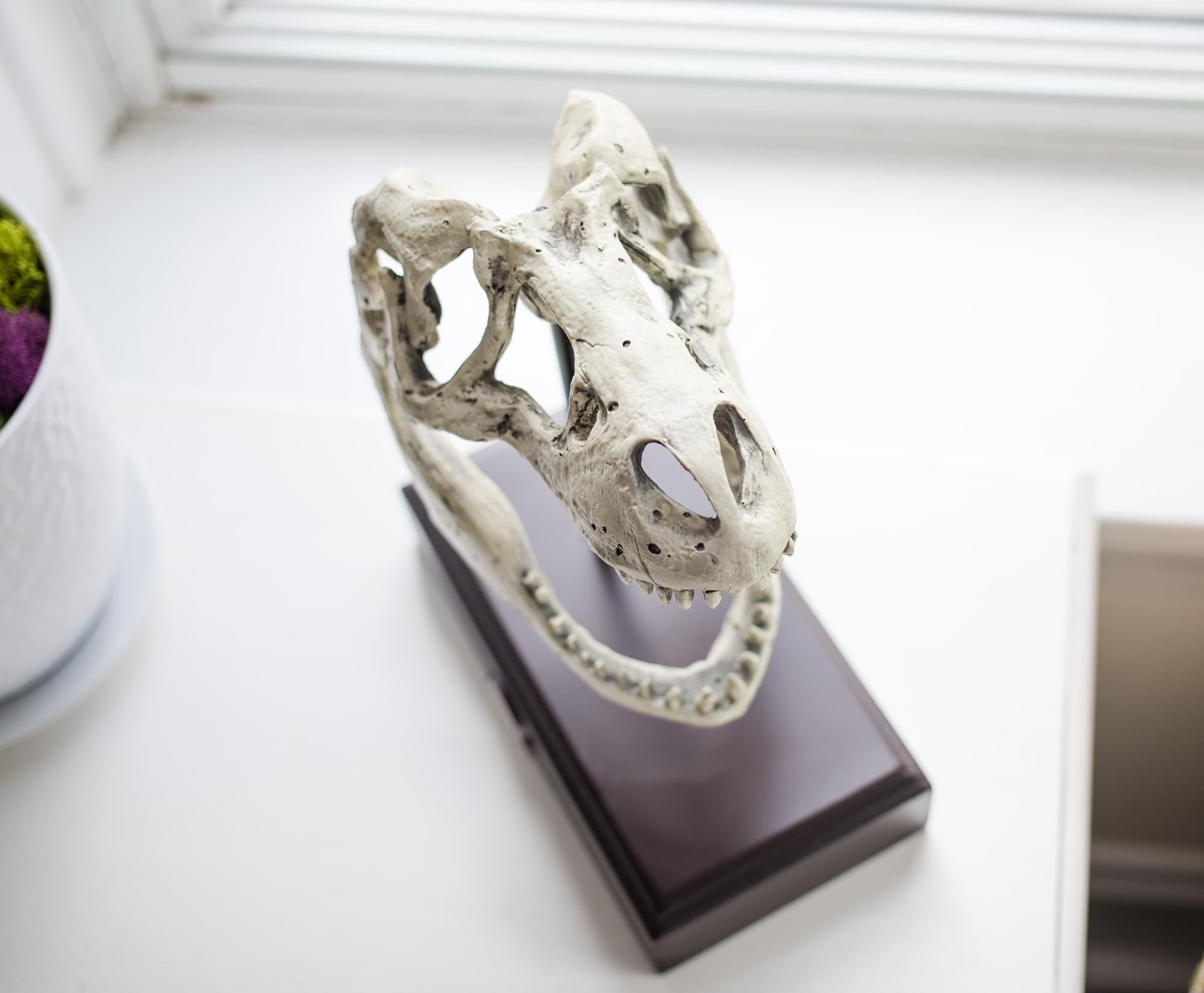 Jurassic World 9x8 Inch Tyrannosaurus Rex Skull Resin Replica