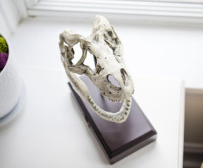 Jurassic World 9x8 Inch Tyrannosaurus Rex Skull Resin Replica