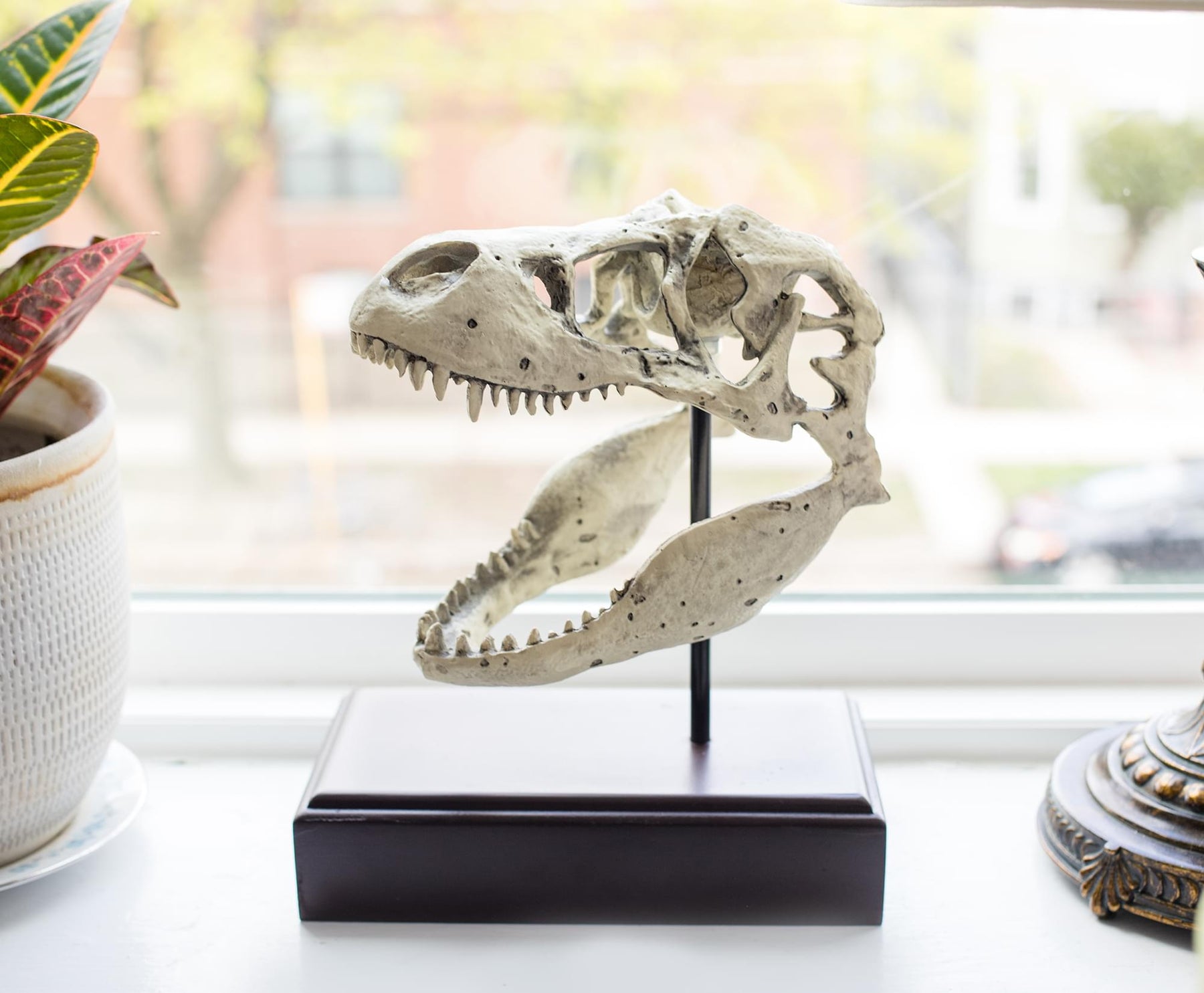 Jurassic World 9x8 Inch Tyrannosaurus Rex Skull Resin Replica