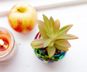 Disney Villains Poison Apple Mini Ceramic Planter with Artificial Succulent