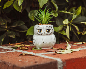 Harry Potter Hedwig 3-Inch Ceramic Mini Planter with Artificial Succulent