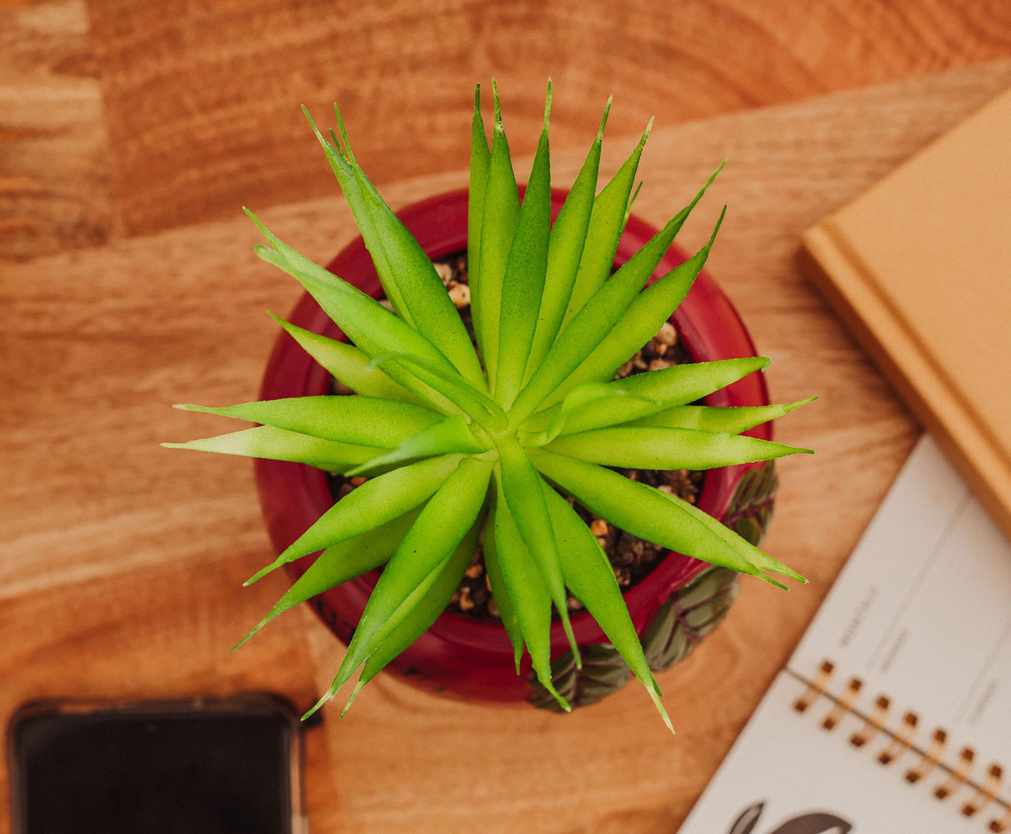 The Office Schrute Farms Rustic 8-Inch Planter With Artificial Succulent