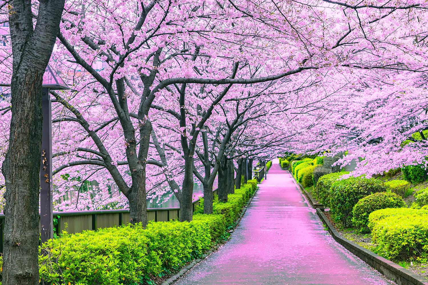 Cherry Blossom Bliss Tokyo Japan Puzzle | 1000 Piece Jigsaw Puzzle