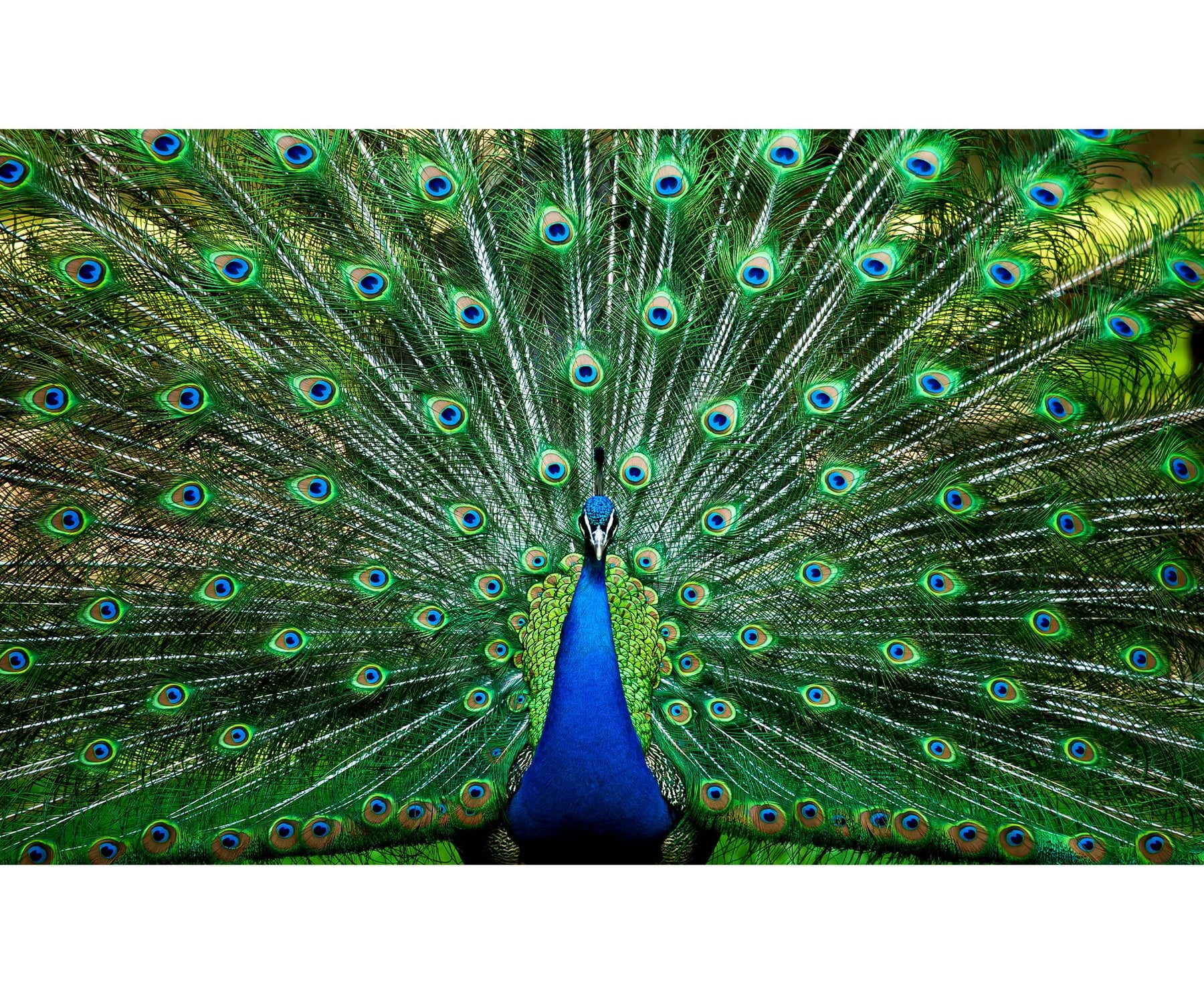 Peacock Plume Wild Zoo Animal 1000 Piece Jigsaw Puzzle