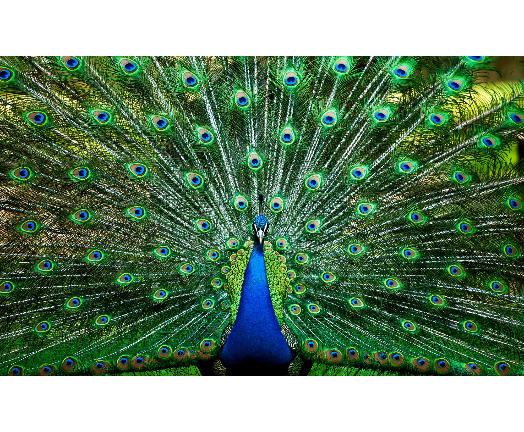 Peacock Plume Wild Zoo Animal 1000 Piece Jigsaw Puzzle